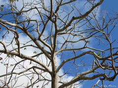 Cochlospermum vitifolium