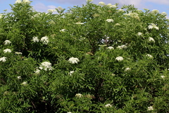 Sambucus nigra