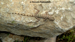 Cyrtopodion agamuroides