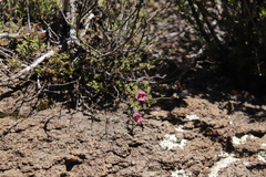 Jamesbrittenia breviflora