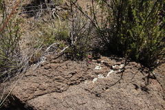 Jamesbrittenia breviflora