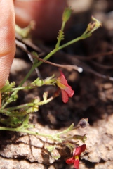 Jamesbrittenia breviflora