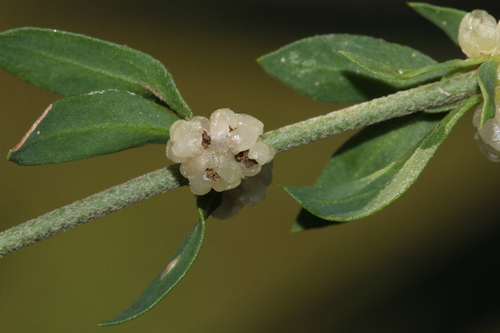 Pollichia campestris