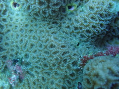 Goniastrea stelligera