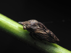 Nessorhinus