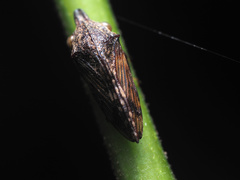 Nessorhinus