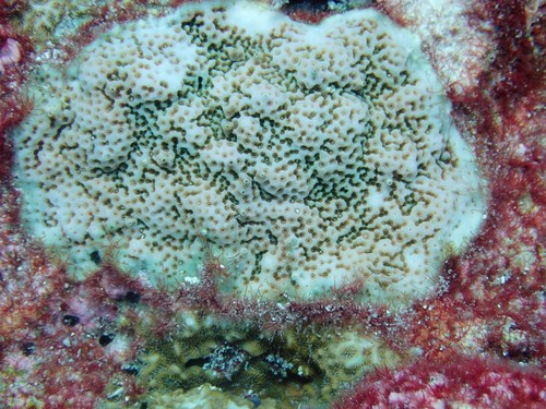 Porites superfusa observed 2021-11-17