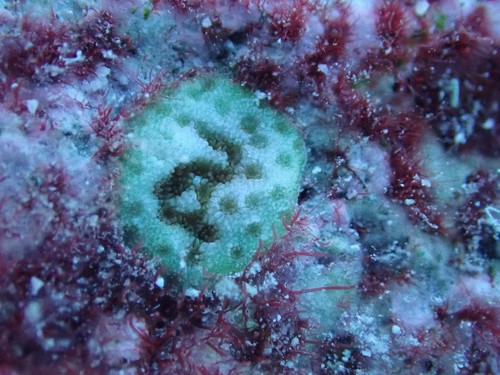 Porites superfusa observed 2021-11-17