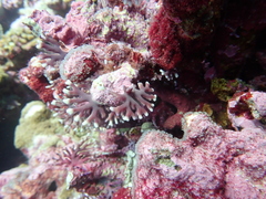 Distichopora violacea