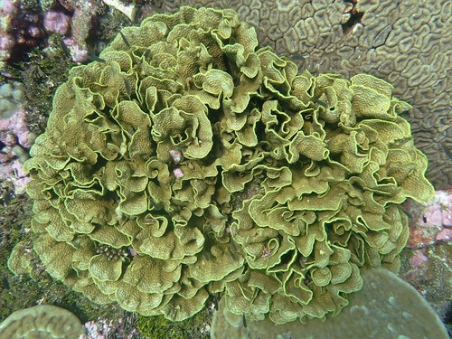 Photo of Yellow scroll coral (Turbinaria reniformis)