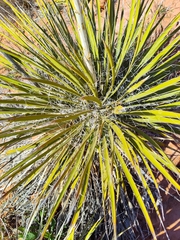 Yucca