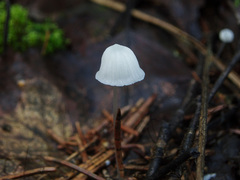 Mycena stylobates
