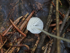 Mycena stylobates