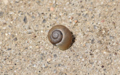 Dorcasia
