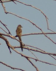 Leptasthenura aegithaloides