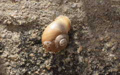 Dorcasia