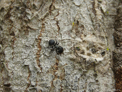 Cephalotes pusillus