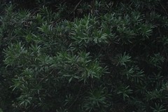 Podocarpus latifolius