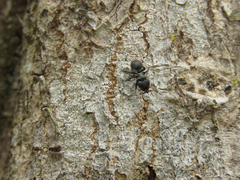 Cephalotes pusillus