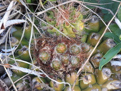 Discocactus hartmannii
