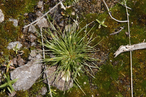Bulbostylis humilis (Bulbostylis humilis)
