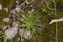 Bulbostylis humilis