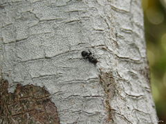 Cephalotes pusillus