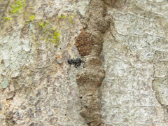 Cephalotes pusillus