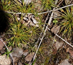 Bulbostylis humilis