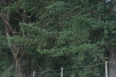 Podocarpus latifolius