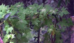 Ceratiosicyos laevis