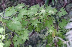 Ceratiosicyos laevis