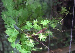 Ceratiosicyos laevis