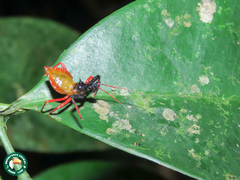 Erbessus rufiventris