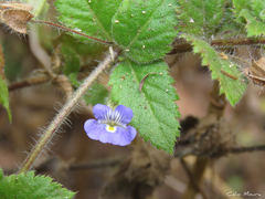 Tetraulacium veroniciforme