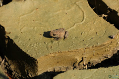 Bufo bufo