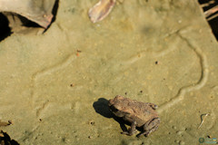 Bufo bufo