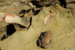 Bufo bufo