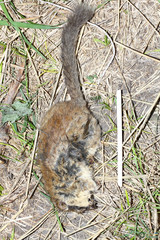 Dryomys nitedula