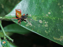Erbessus rufiventris