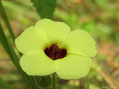 Pavonia cancellata