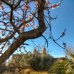 Prunus amygdalus