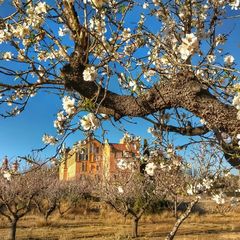 Prunus amygdalus