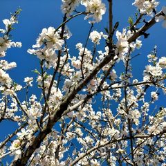 Prunus amygdalus