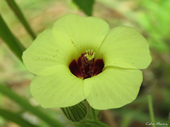 Pavonia cancellata