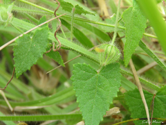 Pavonia cancellata