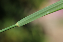 Poaceae