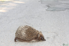 Erinaceus roumanicus