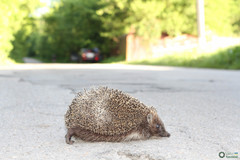 Erinaceus roumanicus