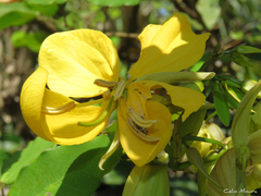 Senna splendida gloriosa